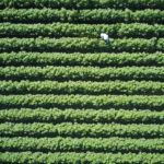 Aerial photo of cotton field