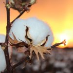 Cotton at sunset