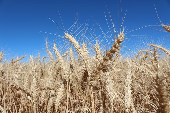 Wheat in head