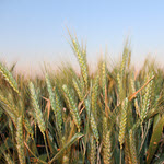 wheat barley and cereals production