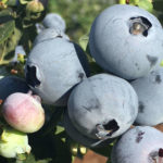 cultivating ripe blueberries